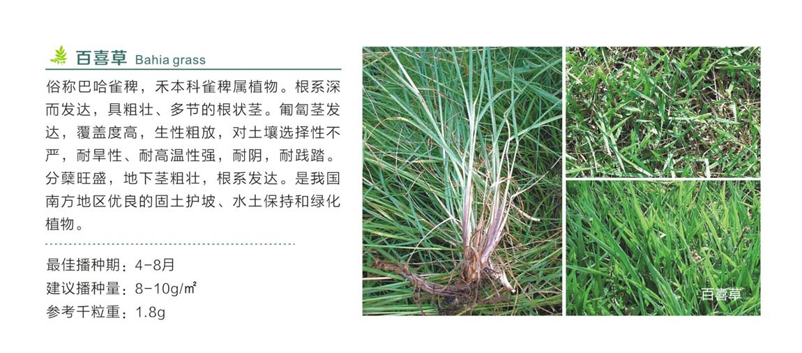 百喜草.jpg